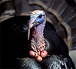 Turkey